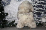 Echtes Lammfell Mufflon Anthrazit (öko) – B-Ware